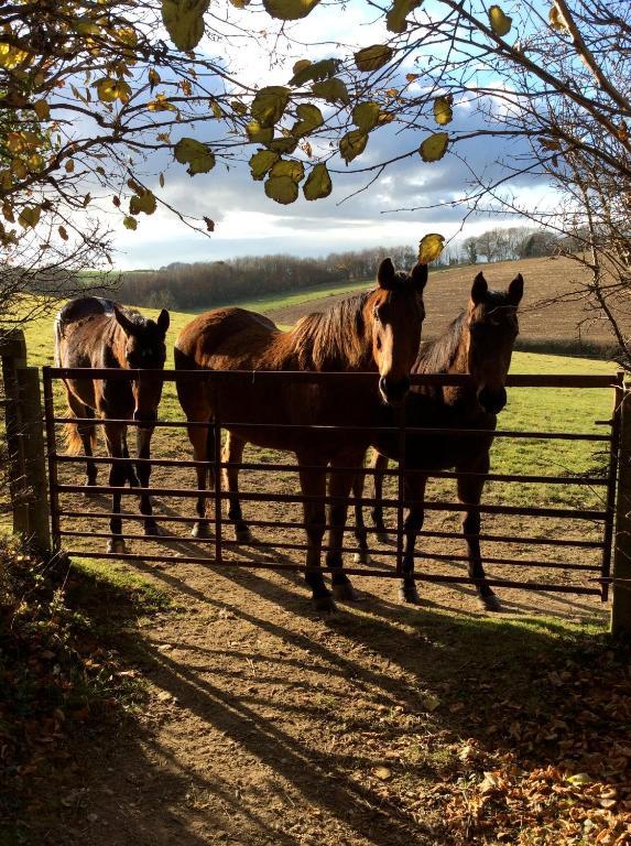 Yellowham Farm, Dorchester Higher Bockhampton Zewnętrze zdjęcie