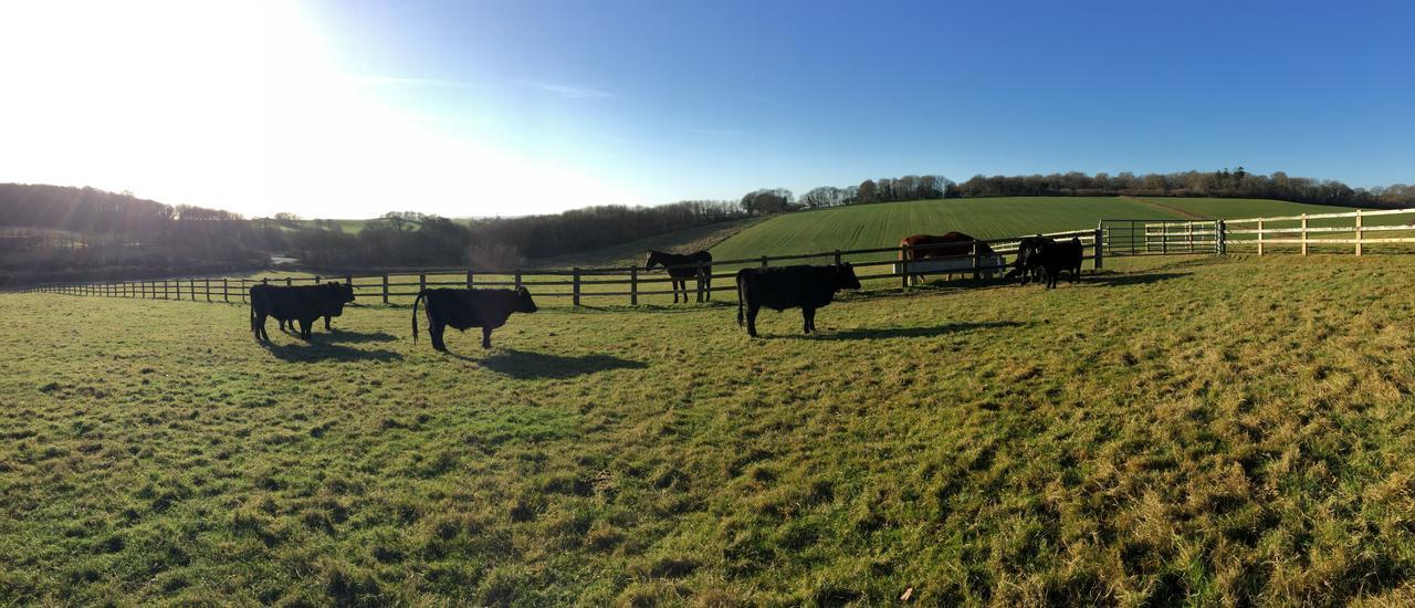 Yellowham Farm, Dorchester Higher Bockhampton Zewnętrze zdjęcie